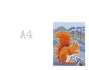 Nature Notebook : Red Squirrel
