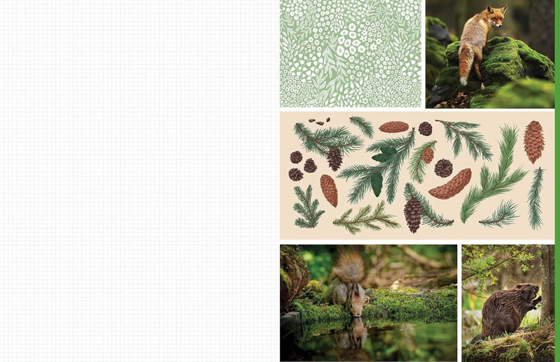 Cut And Collage Woodland Creatures (PB)