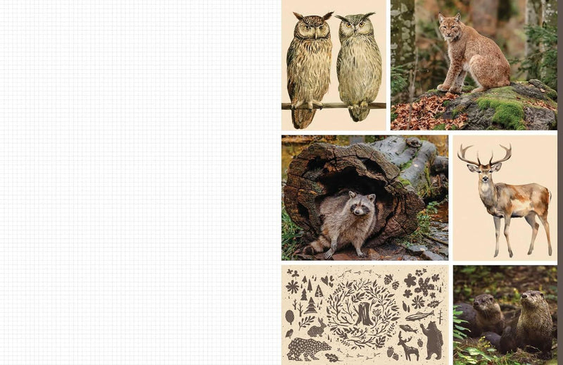 Cut And Collage Woodland Creatures (PB)