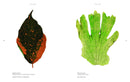 Folium interior spread 2