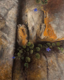 Old Wall and Campanula - Original Artwork by Linda Ryle