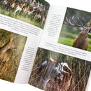 Wilding: The Return of Nature to a British Farm by Isabella Tree