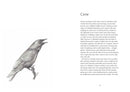 From Field & Forest: An Artist's Year in Paint and Pen by Anna Koska